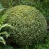 Variegated Boxwood Shrub