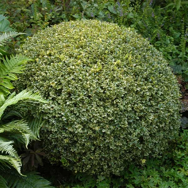 Variegated Boxwood Shrub