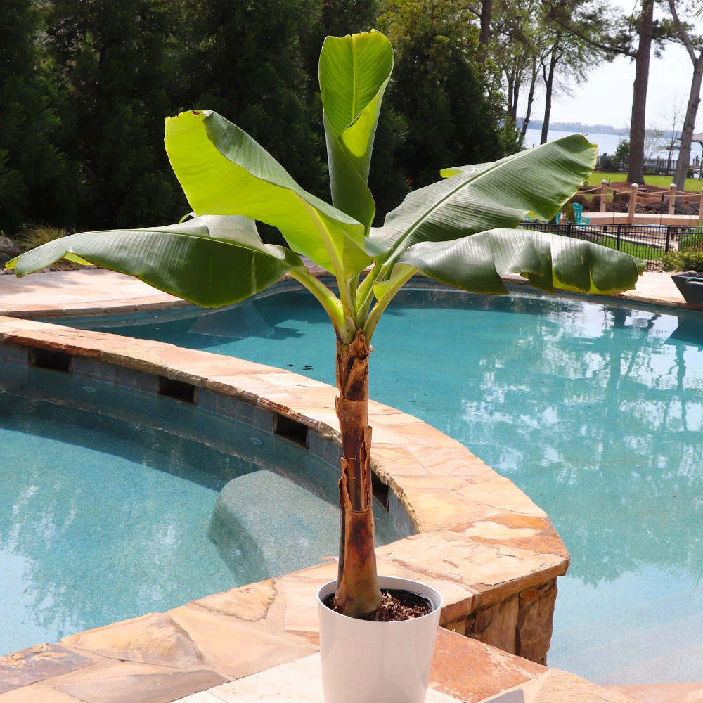 Veranda Banana Tree - Image 2