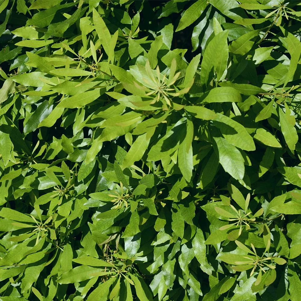 Wax Myrtle Shrub - Image 4