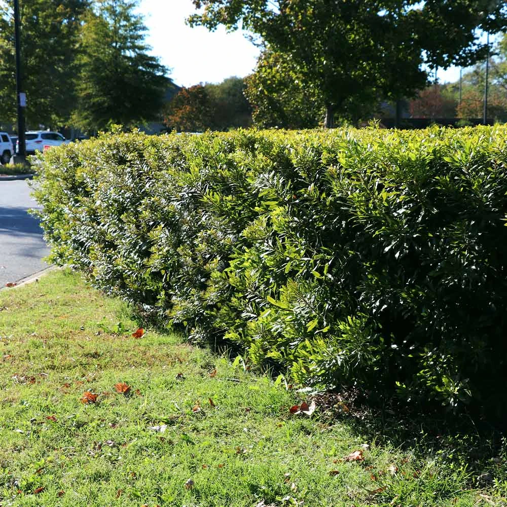 Wax Myrtle Shrub - Image 6