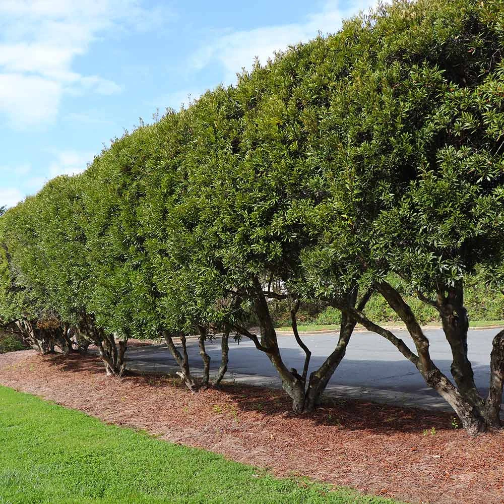 Wax Myrtle Shrub - Image 3