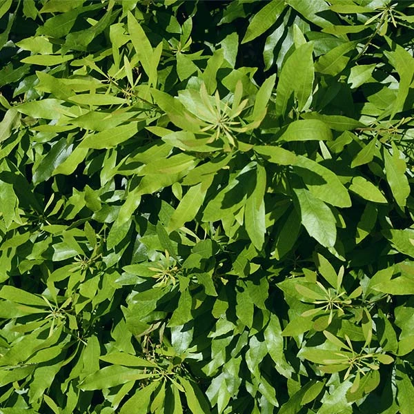 Wax Myrtle Shrub