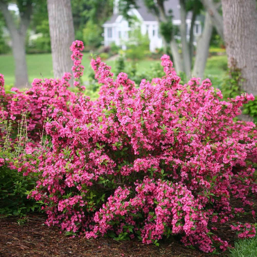 Sonic Bloom® Weigela Shrub - Image 2