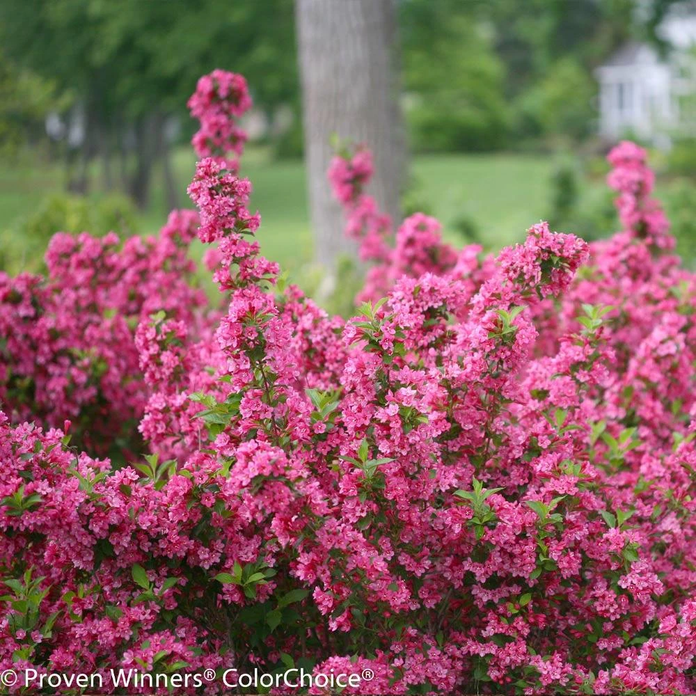 Sonic Bloom® Weigela Shrub - Image 3
