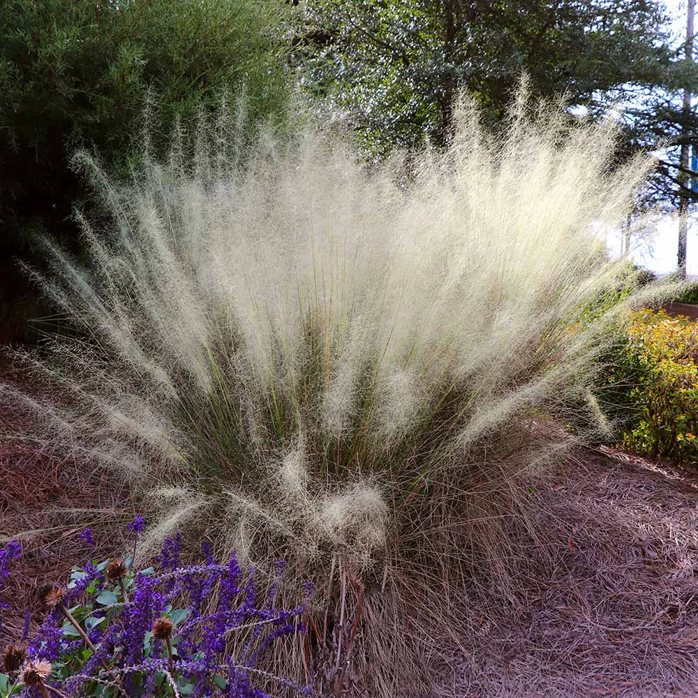 White Cloud Muhly Grass - Image 2