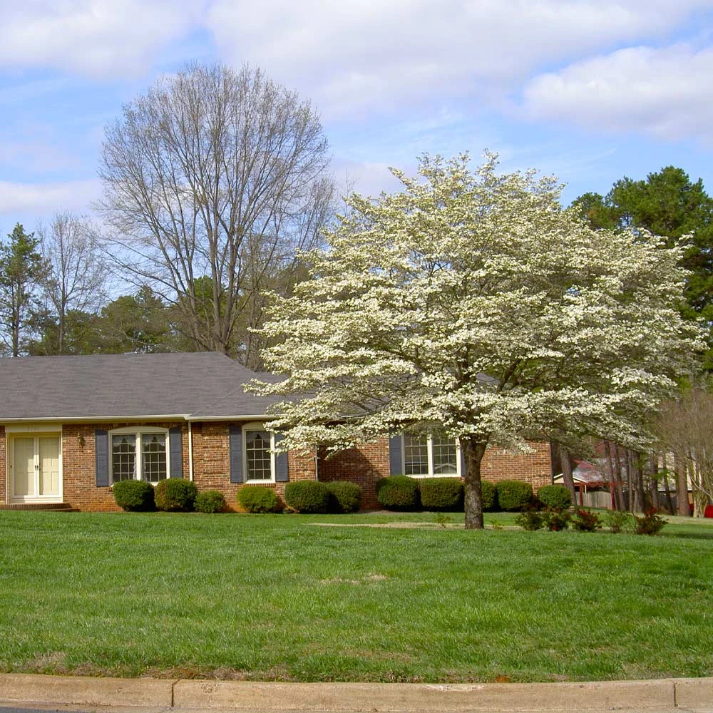 White Dogwood Tree - Image 6