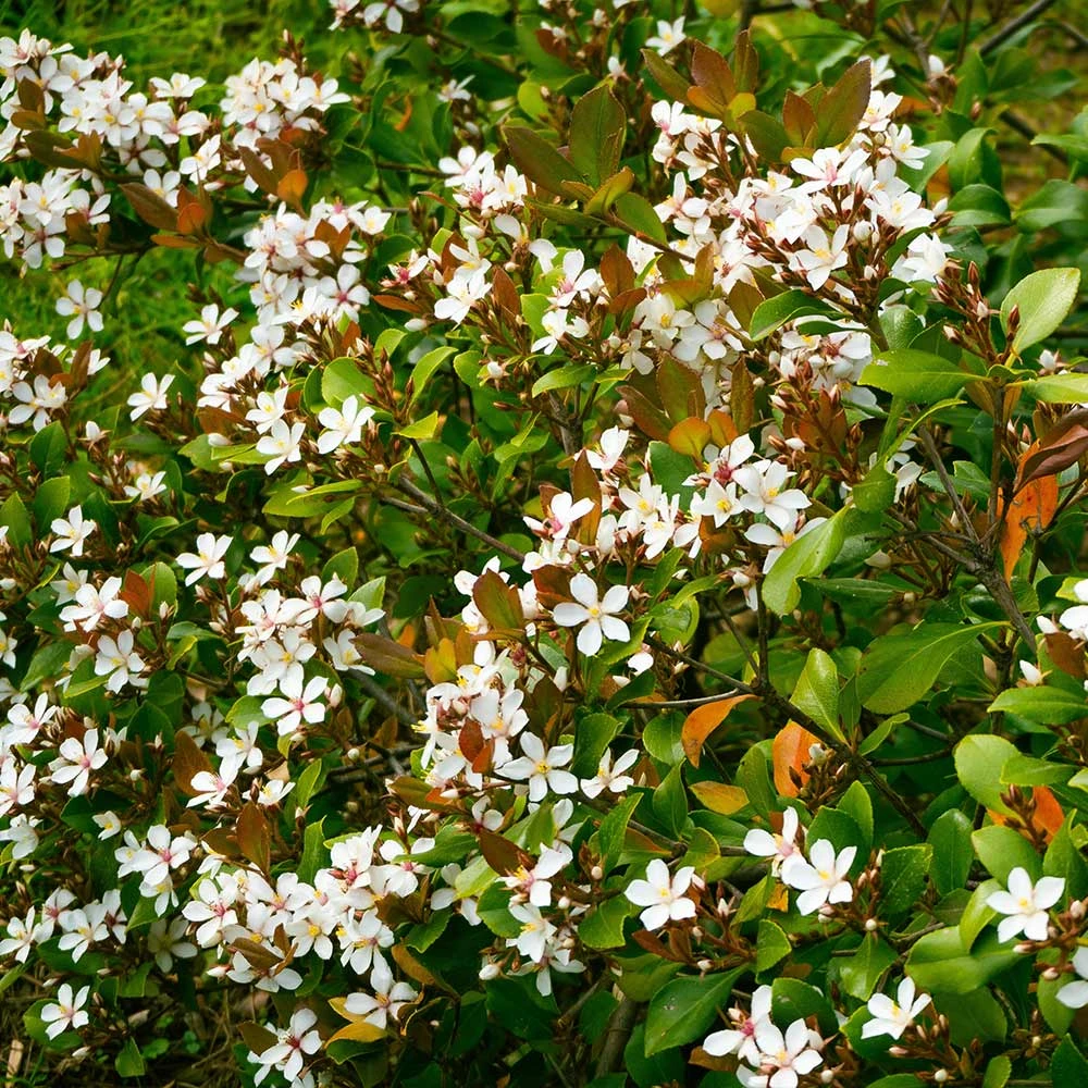 Snow White Indian Hawthorn Shrub - Image 3
