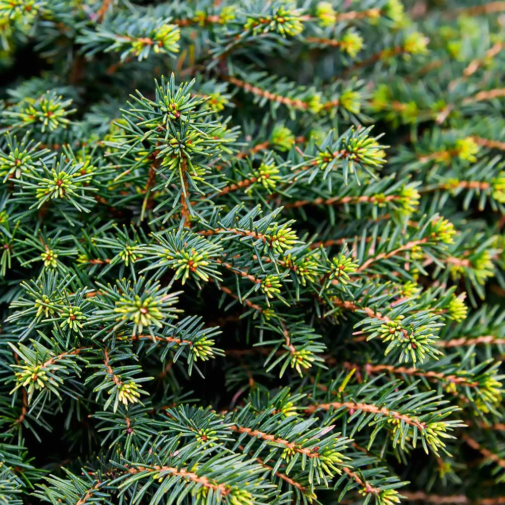 White Spruce Tree - Image 4