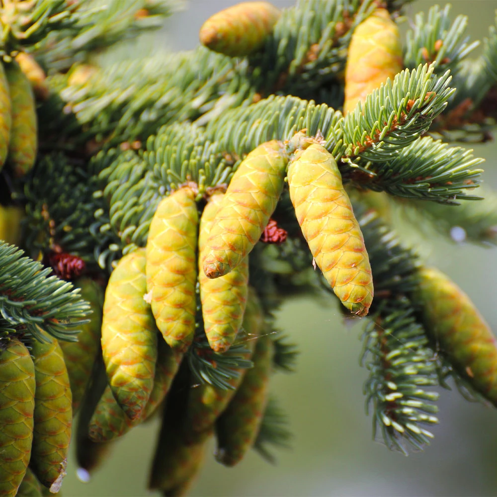 White Spruce Tree - Image 5