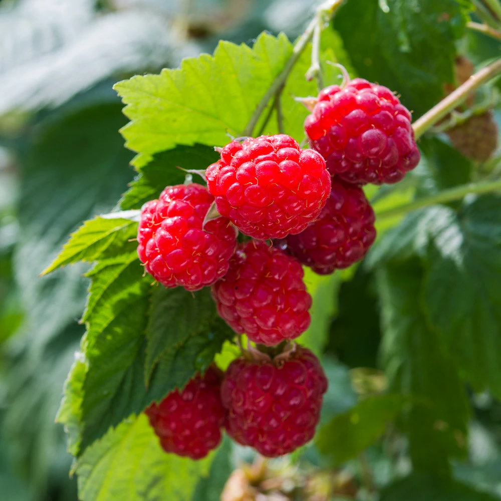 Willamette Red Raspberry Bush - Image 2