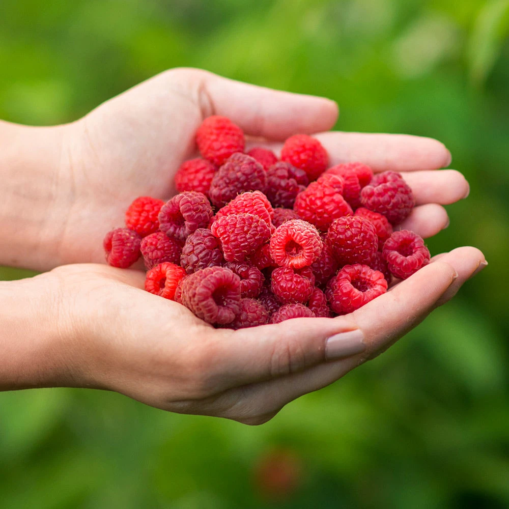 Willamette Red Raspberry Bush - Image 3
