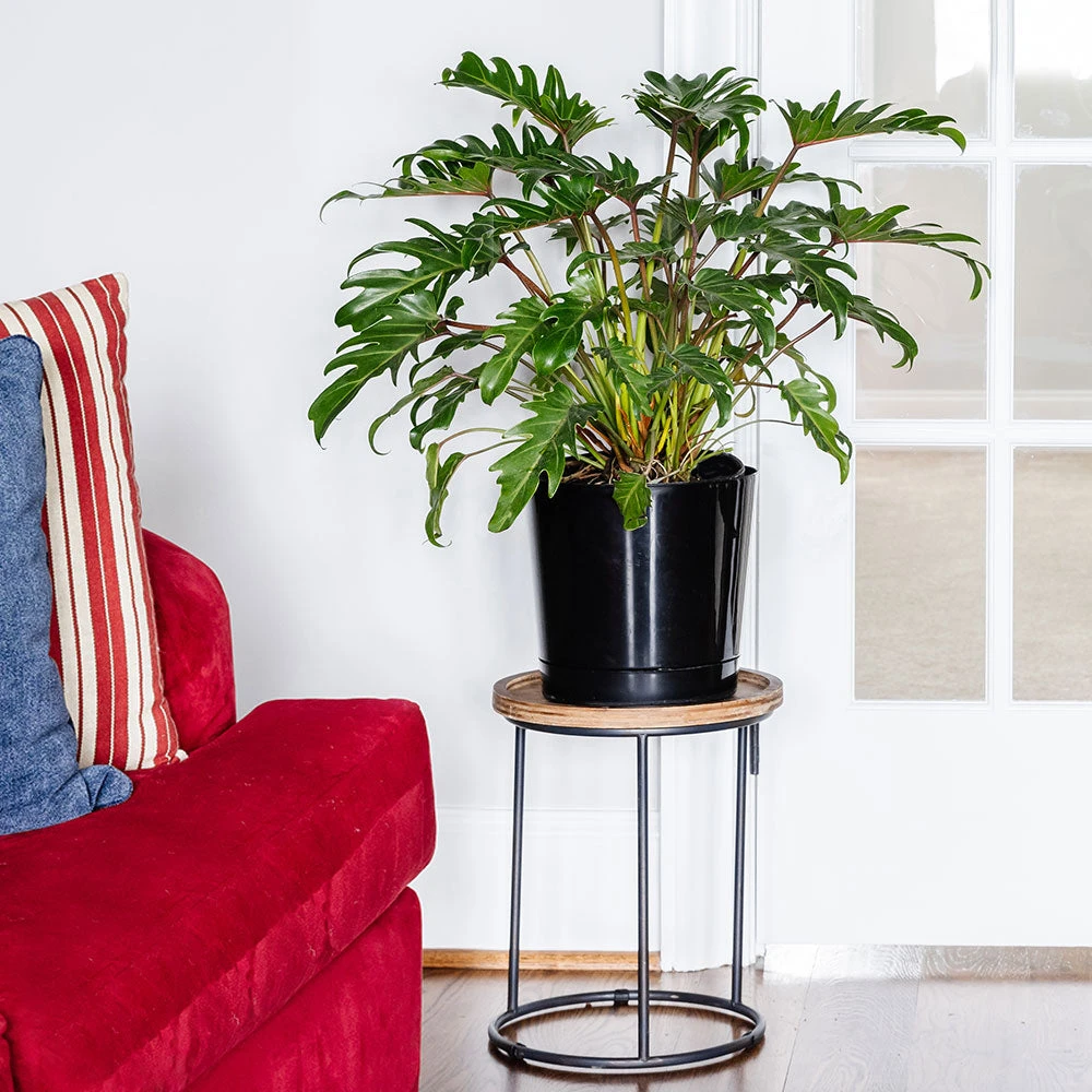 Xanadu Philodendron (Winterbourn) Plant - Image 3