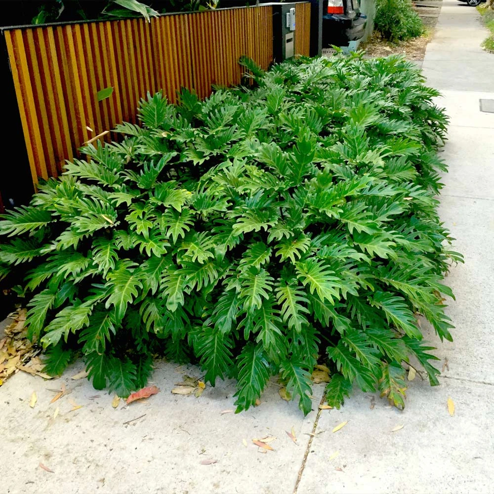 Xanadu Philodendron (Winterbourn) Plant - Image 2