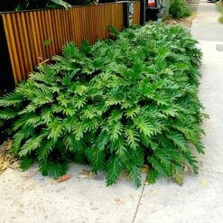 Xanadu Philodendron (Winterbourn) Plant