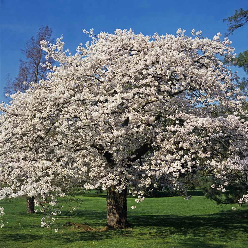 Yoshino Cherry Tree - Image 2