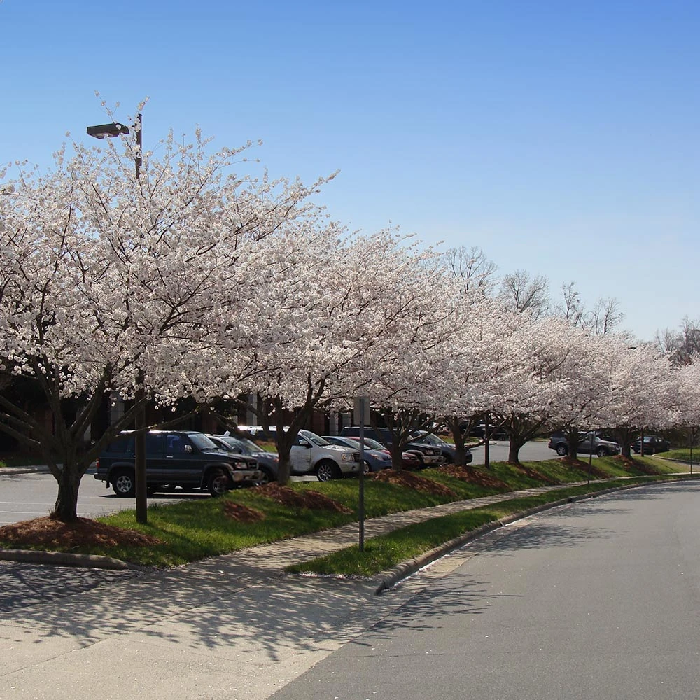 Yoshino Cherry Tree - Image 4