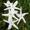 Angel Wing Jasmine Shrub