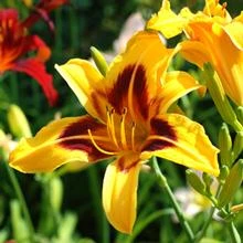Blackeyed Stella Daylily