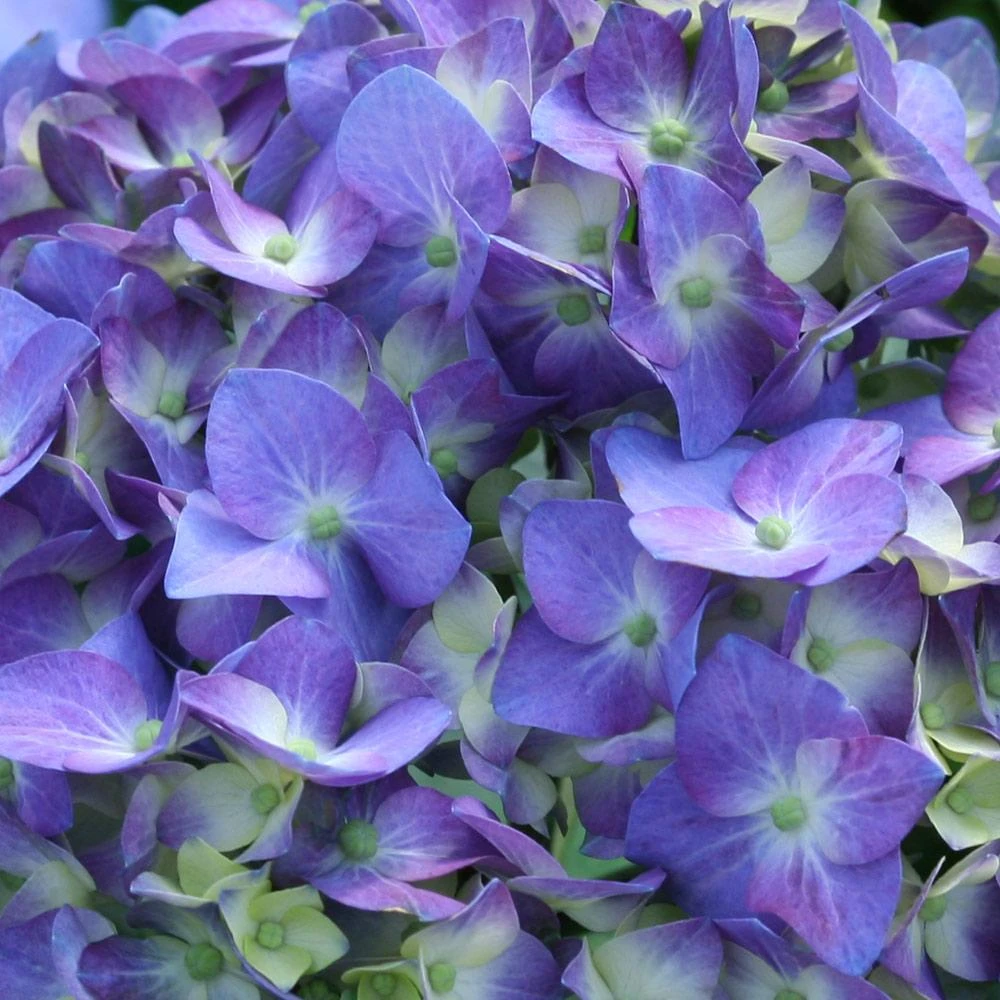 Let's Dance® Blue Jangles Hydrangea Shrub - Image 3