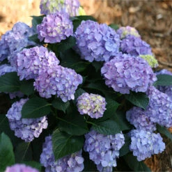 Let's Dance® Blue Jangles Hydrangea Shrub