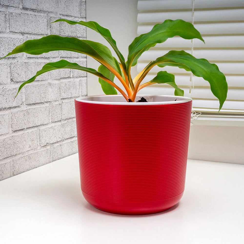 Rare House Plant Kit - Image 6