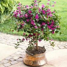 Purple Queen Bougainvillea Shrub