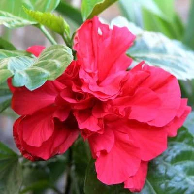 Red Rose Of Sharon Althea Shrub - Image 2