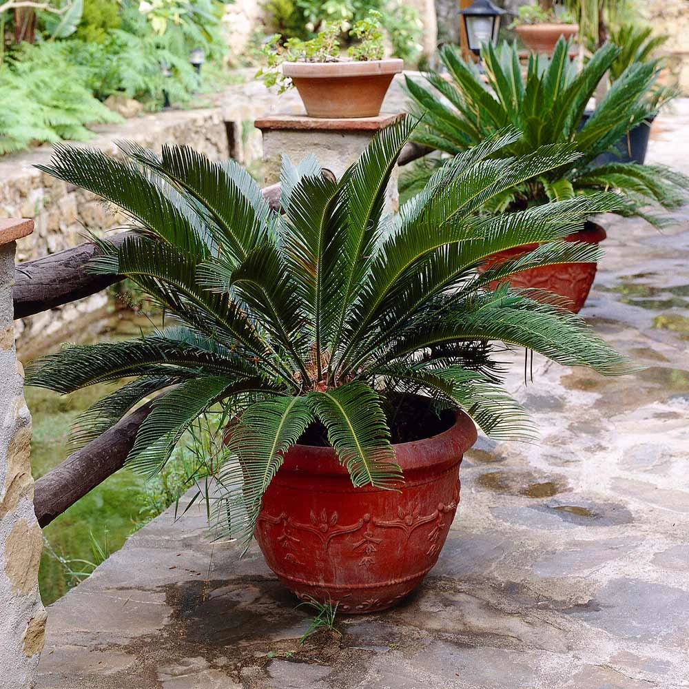 Sago Palm Tree - Image 6