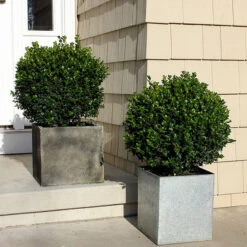 Sprinter® Boxwood Shrub